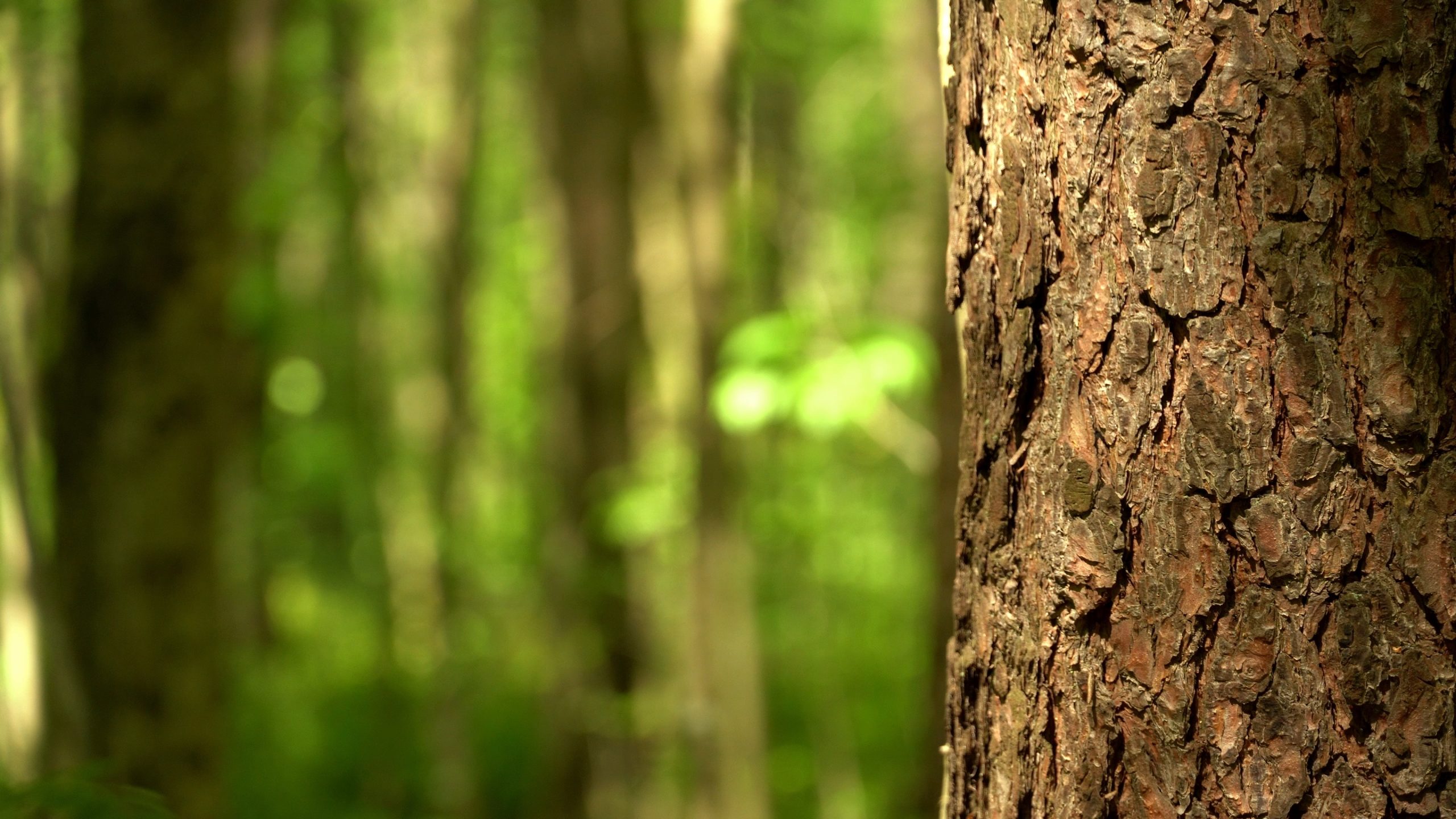 Green nature bokeh background with tree trunk closeup in 4k - Stock Video |  ForceLabs